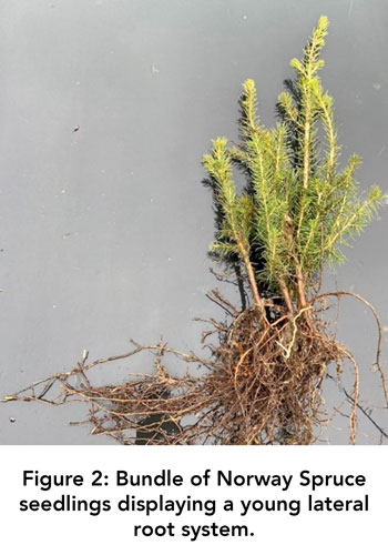 Figure 2: Bundle of Norway Spruce seedlings displaying a young lateral root system.