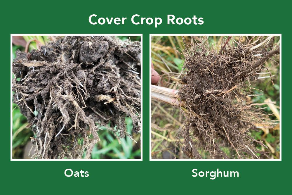 The photo on the left shows the roots of an Oats cover crop and the photo on the right shows Sorghum roots.